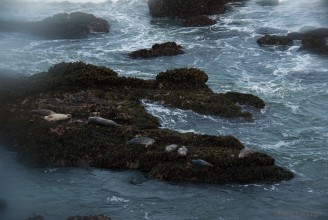 Lwy morskie (Zalophus californianus)