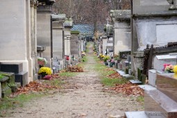 Charakterystyczna aleja cmentarna