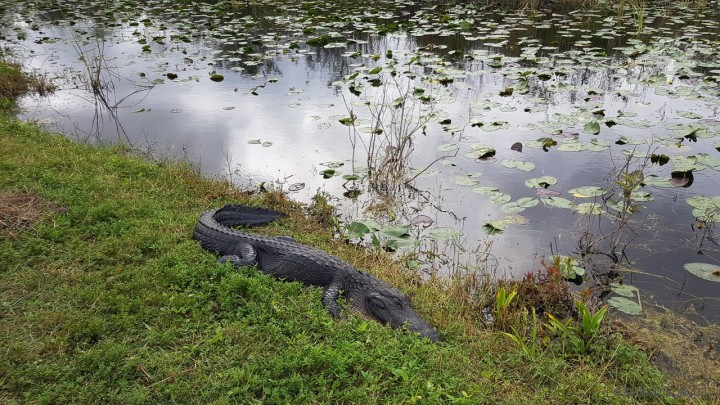  Everglades National Park <span class="eja-timestamp">18.12.2019 13:56</span>