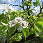 Widok z Dobrzynia na wiosnę