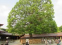 Świątynia Meiji