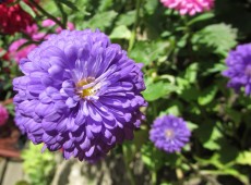 Kwiaty Podlasia