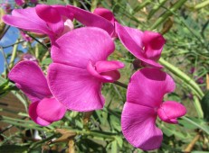 Kwiaty Podlasia