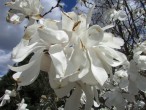 I jeszcze magnolie