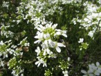 Więcej białych kwiatków