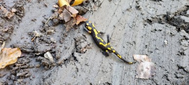 Salamandra pierwsza <span class="eja-timestamp">08.10.2021 10:28</span>