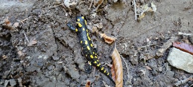 Salamandra druga <span class="eja-timestamp">08.10.2021 10:35</span>