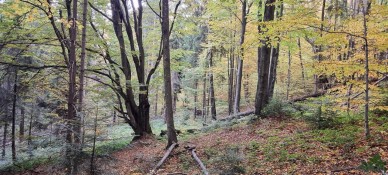 Na żółtym szlaku Rabia Skała - Wetlina <span class="eja-timestamp">08.10.2021 17:09</span>