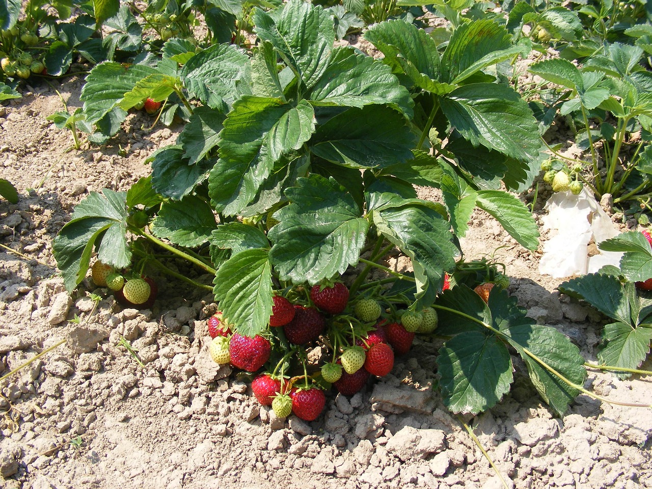 strawberries-1869284_1280